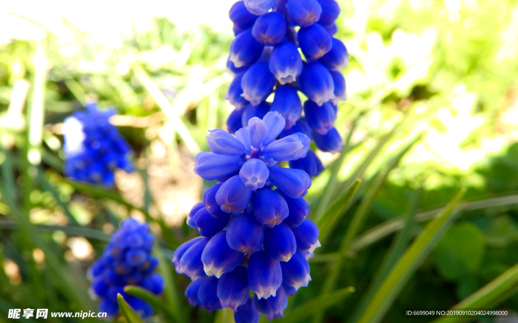 鲜花