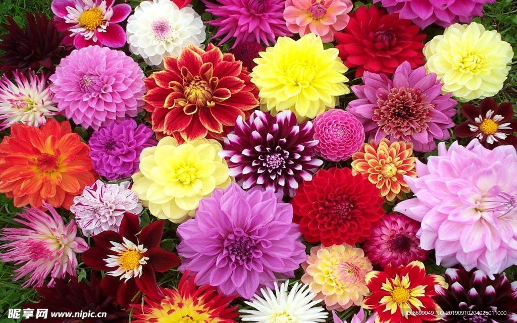 鲜花
