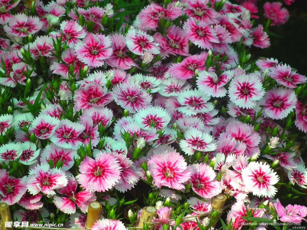 鲜花