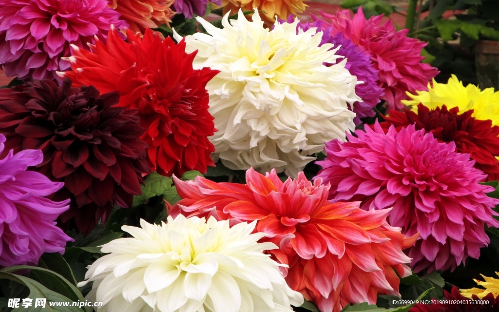 鲜花