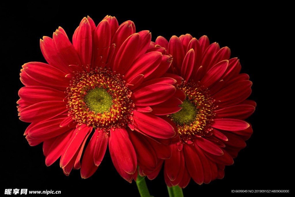 鲜花
