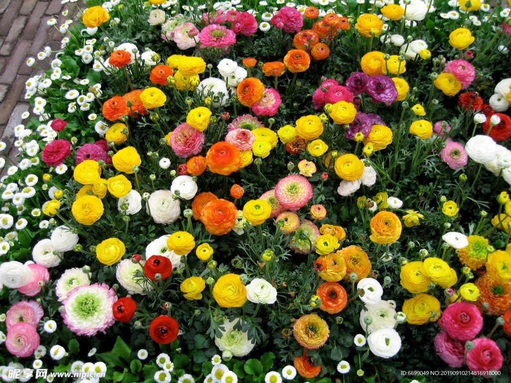 鲜花