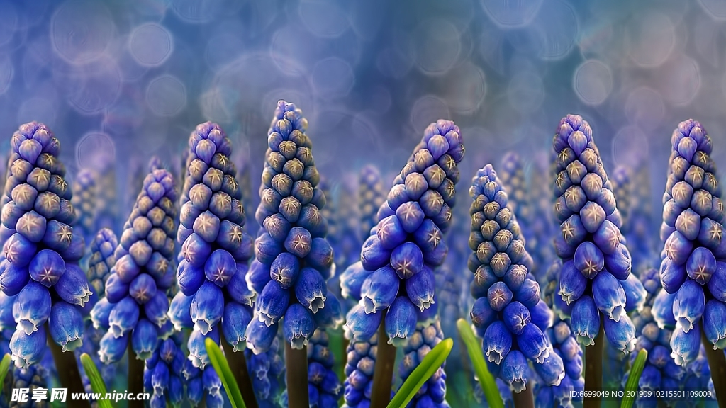 鲜花