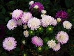 鲜花