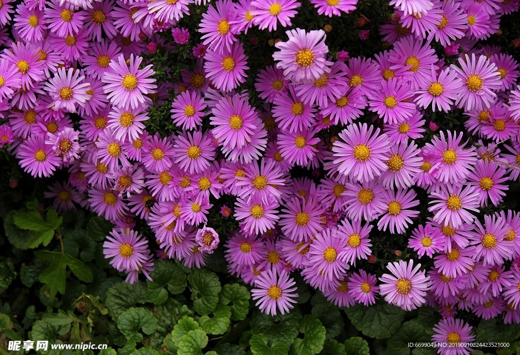 鲜花