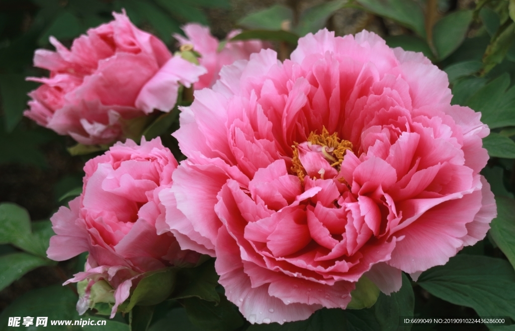 鲜花