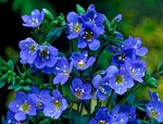 鲜花