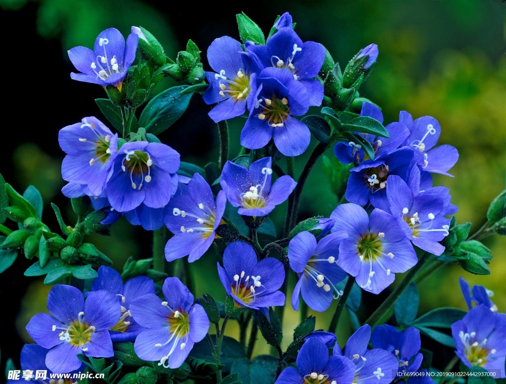 鲜花