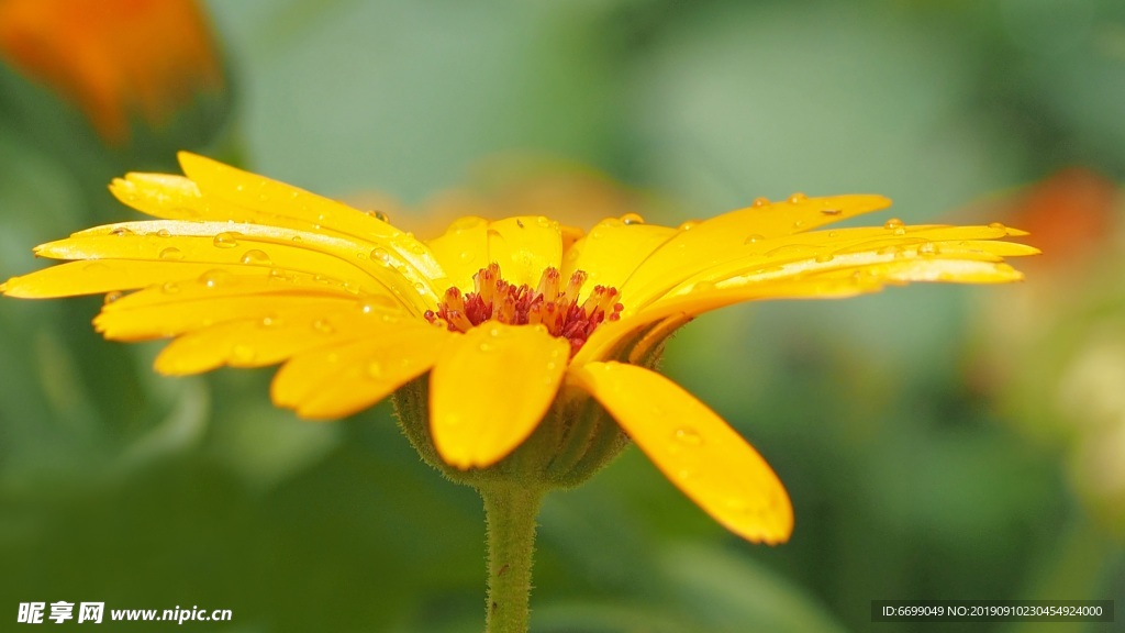 鲜花