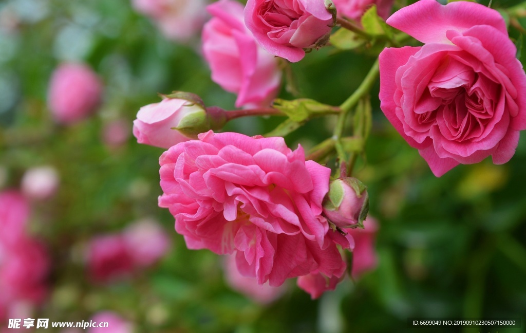 鲜花
