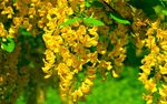 鲜花
