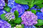 鲜花