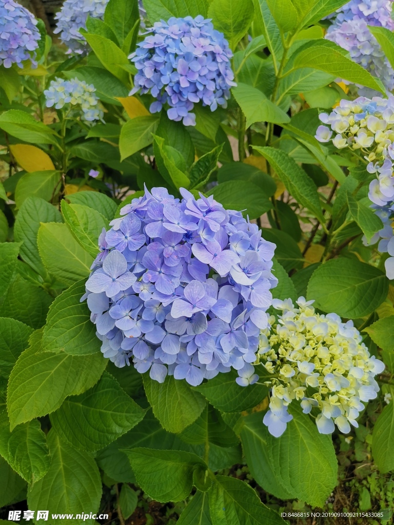 花朵