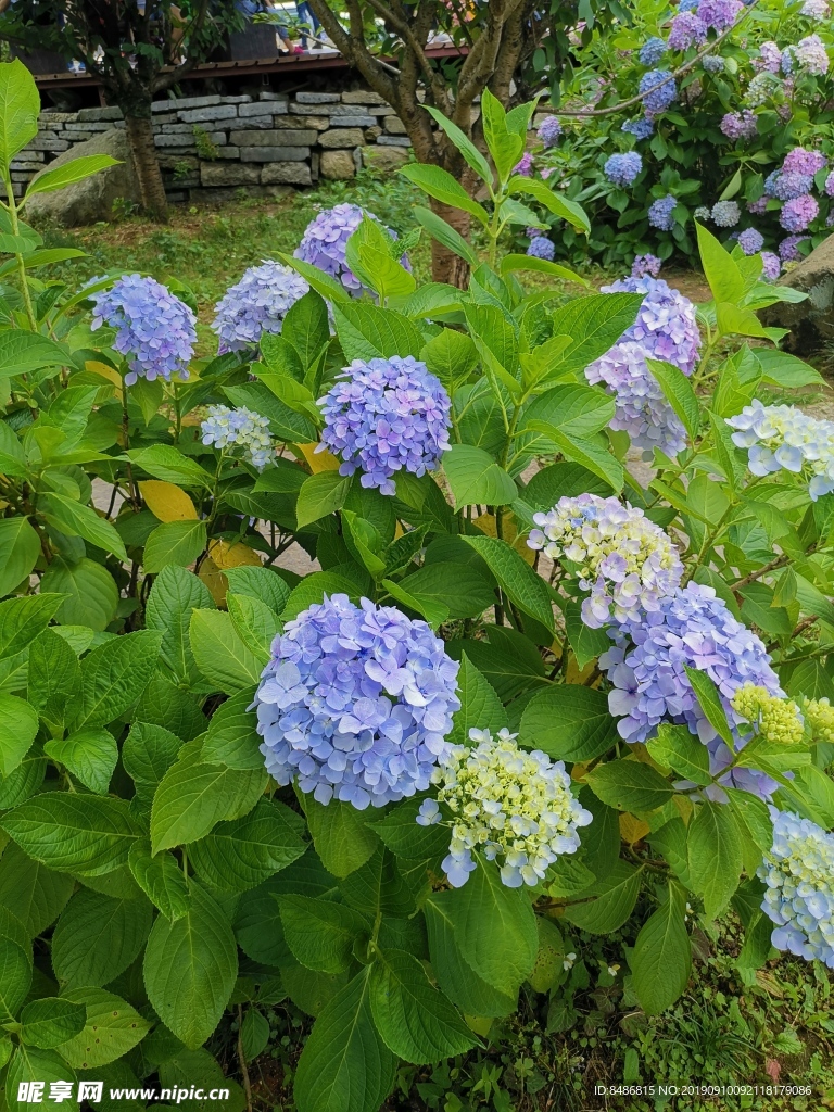 花朵