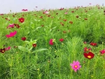 格桑花