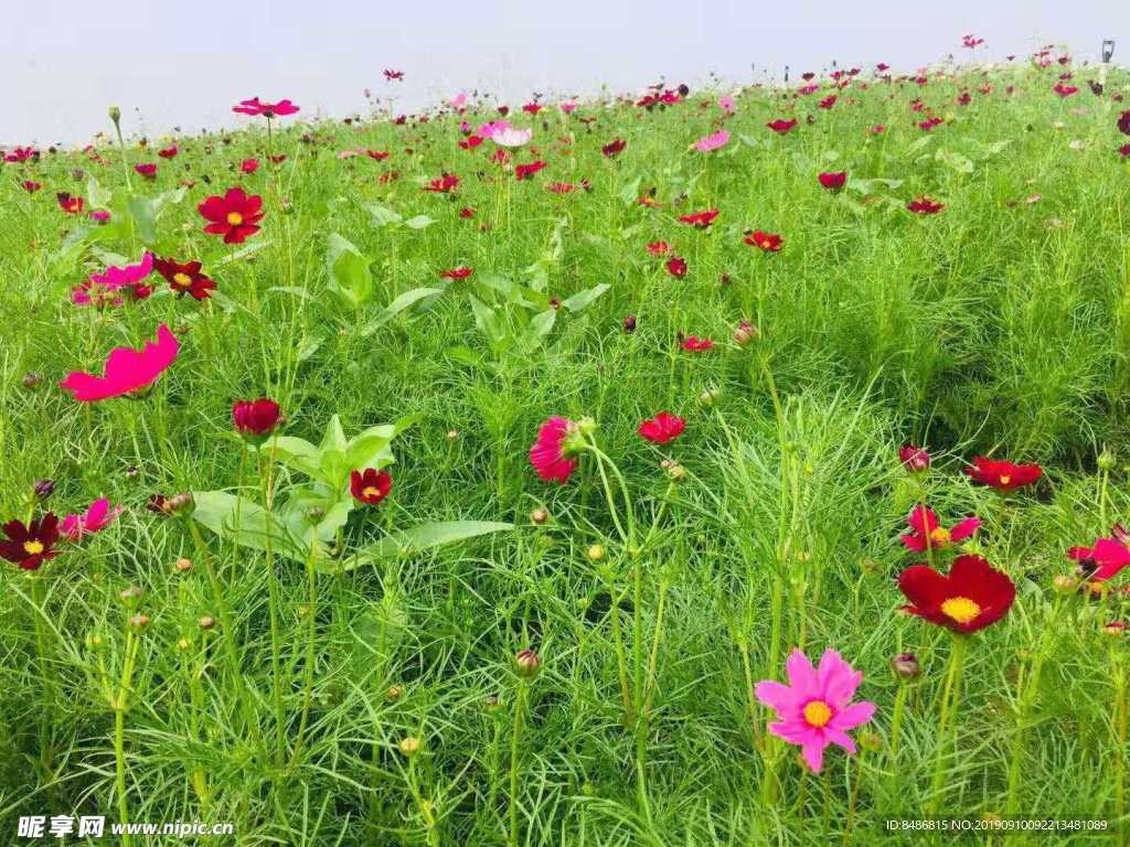 格桑花