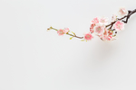 梅花花枝