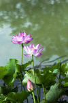 莲花池