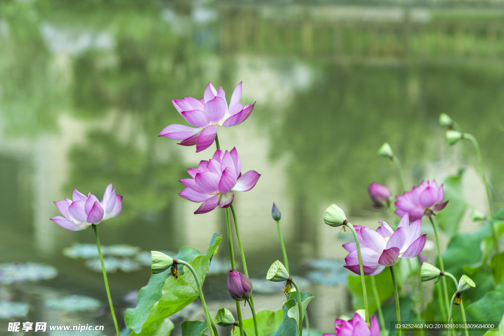 荷花