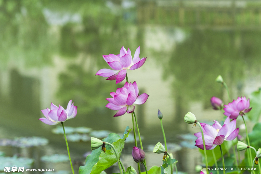 荷花素材
