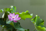 莲花