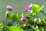 莲花池