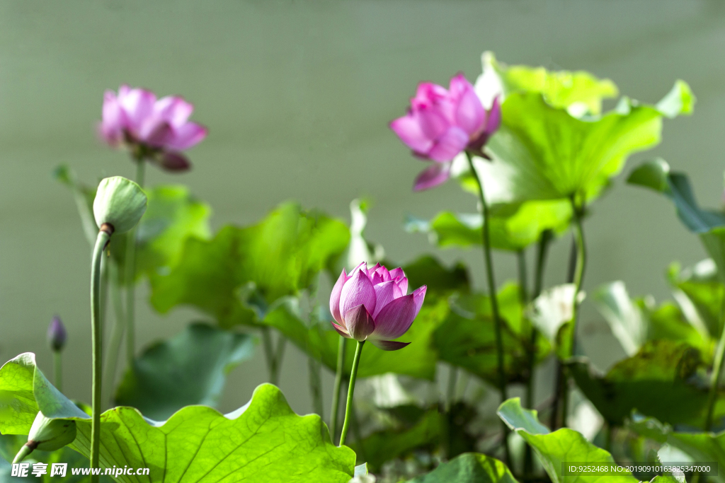 莲花池