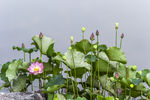 莲花池