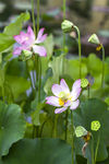 莲花池