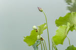 莲花池