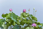 莲花池