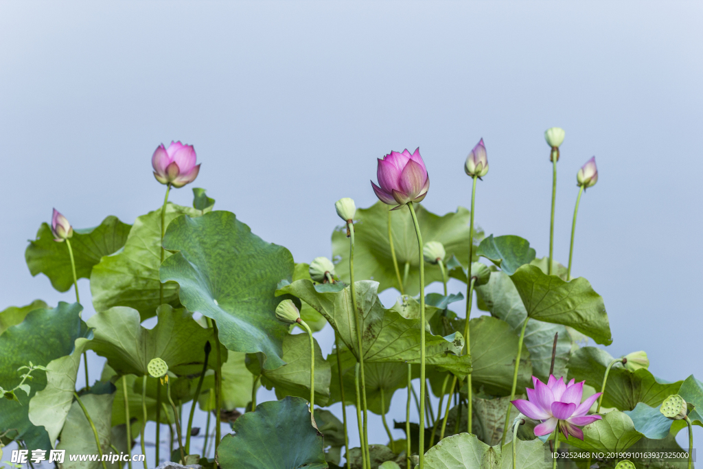 莲花池