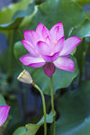 红色莲花