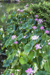 莲花池