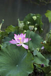 莲花池