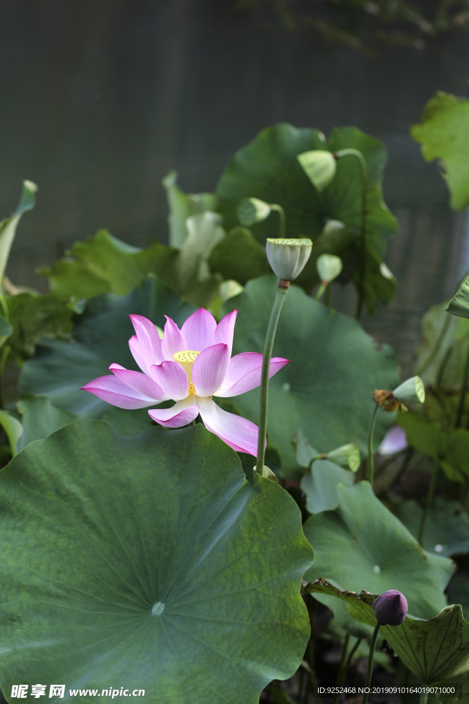 莲花池