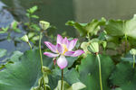 莲花池