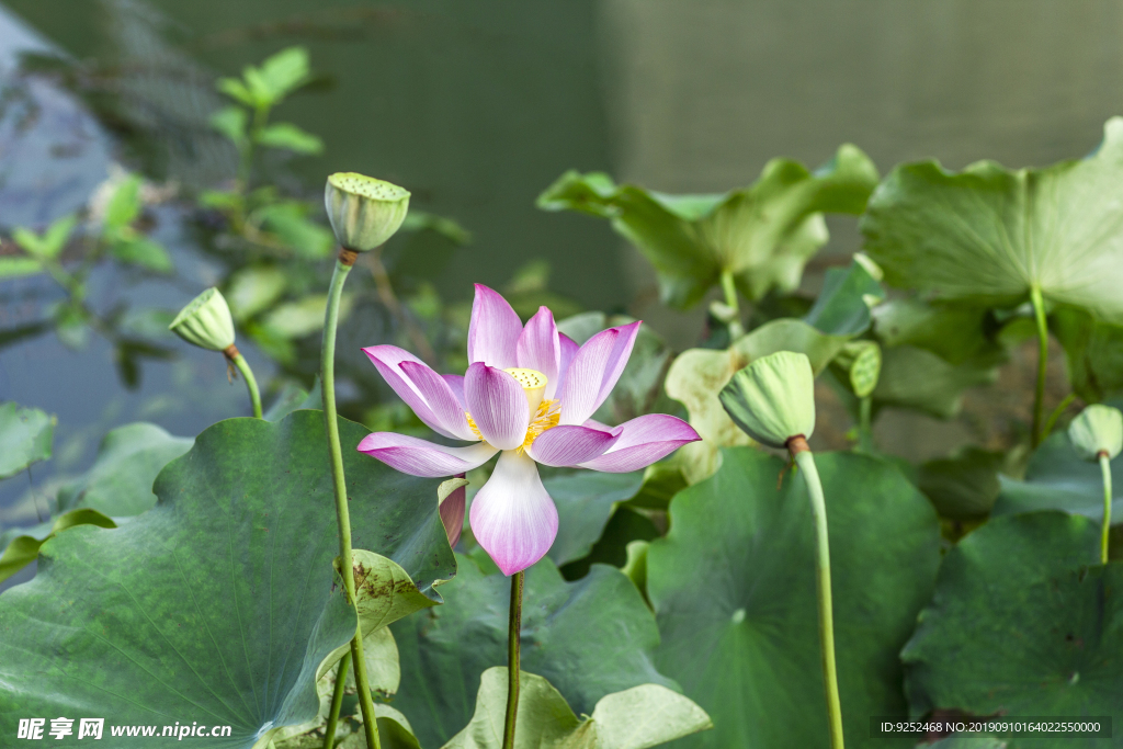 莲花池