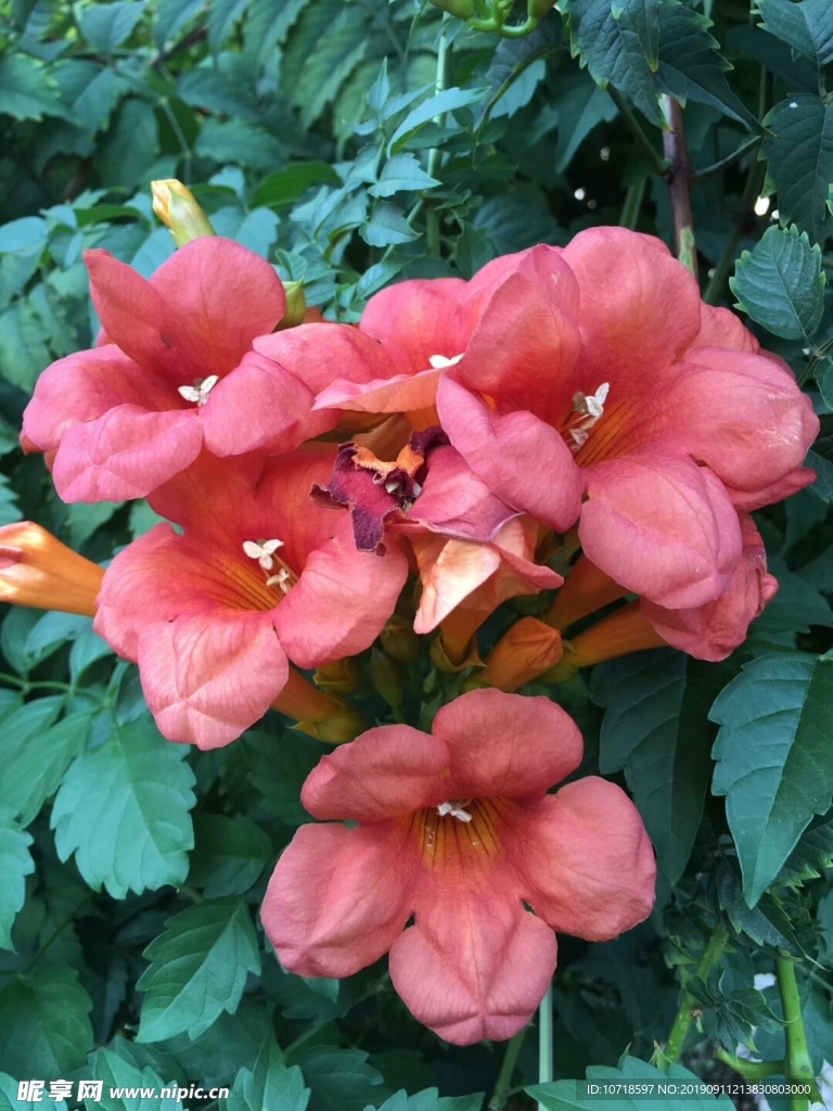鲜花