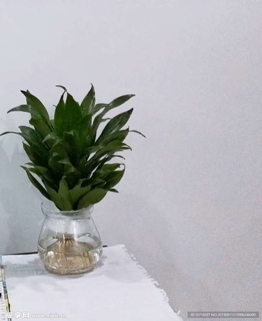 绿色植物