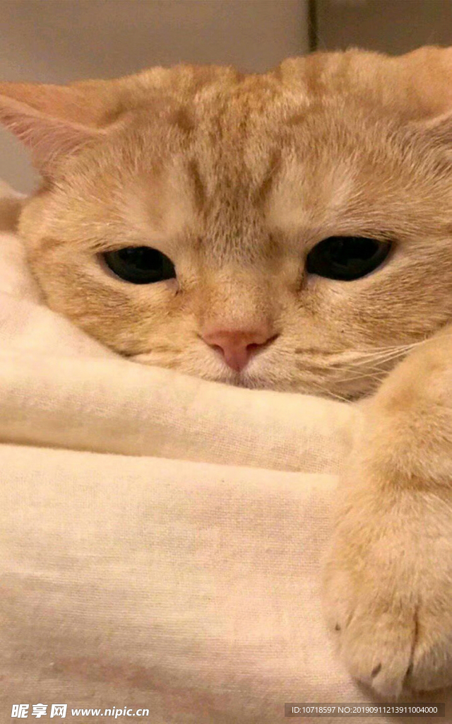 猫咪