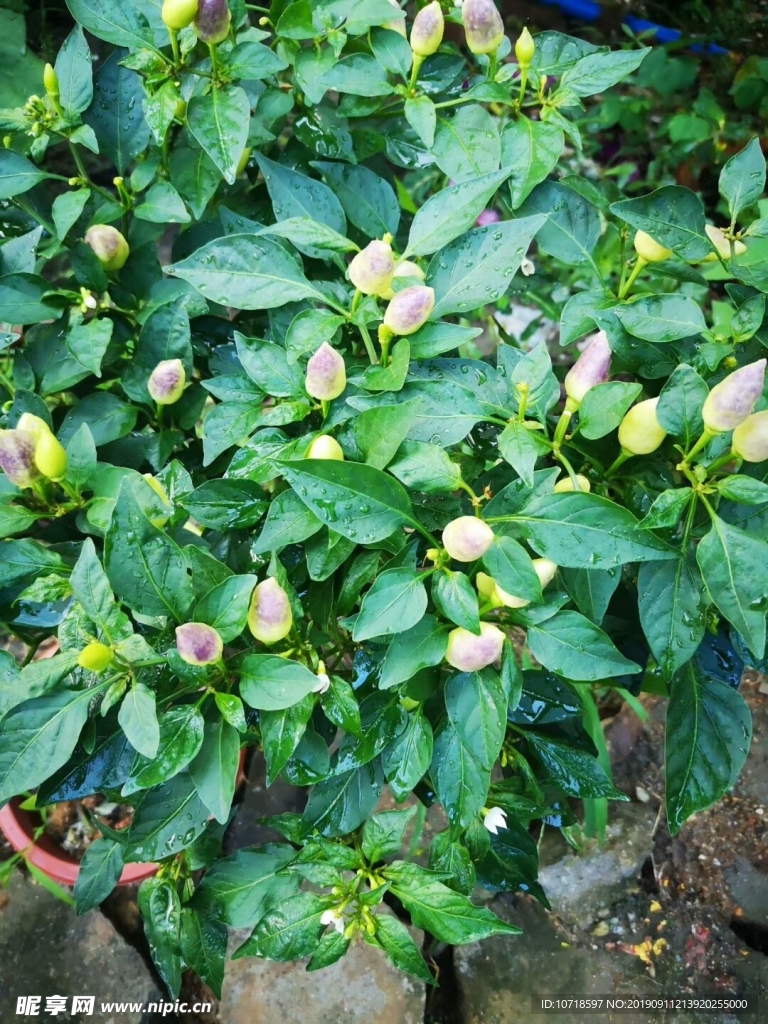 花卉