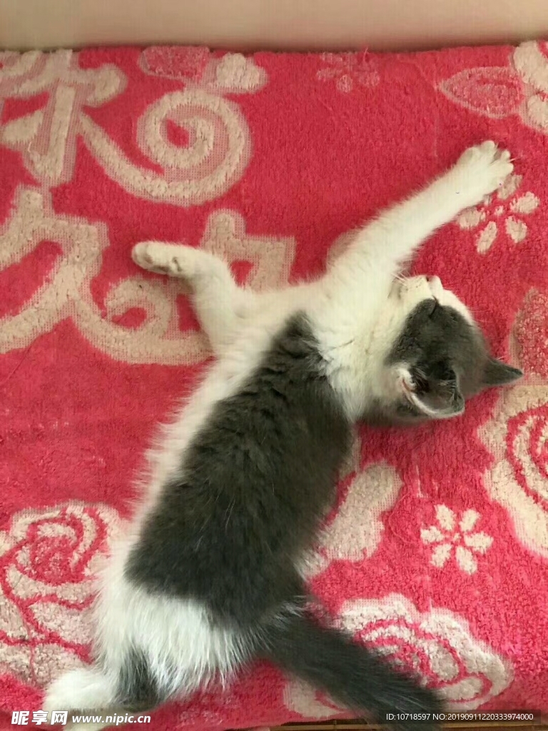 猫咪