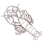 手绘线稿龙虾素材元素
