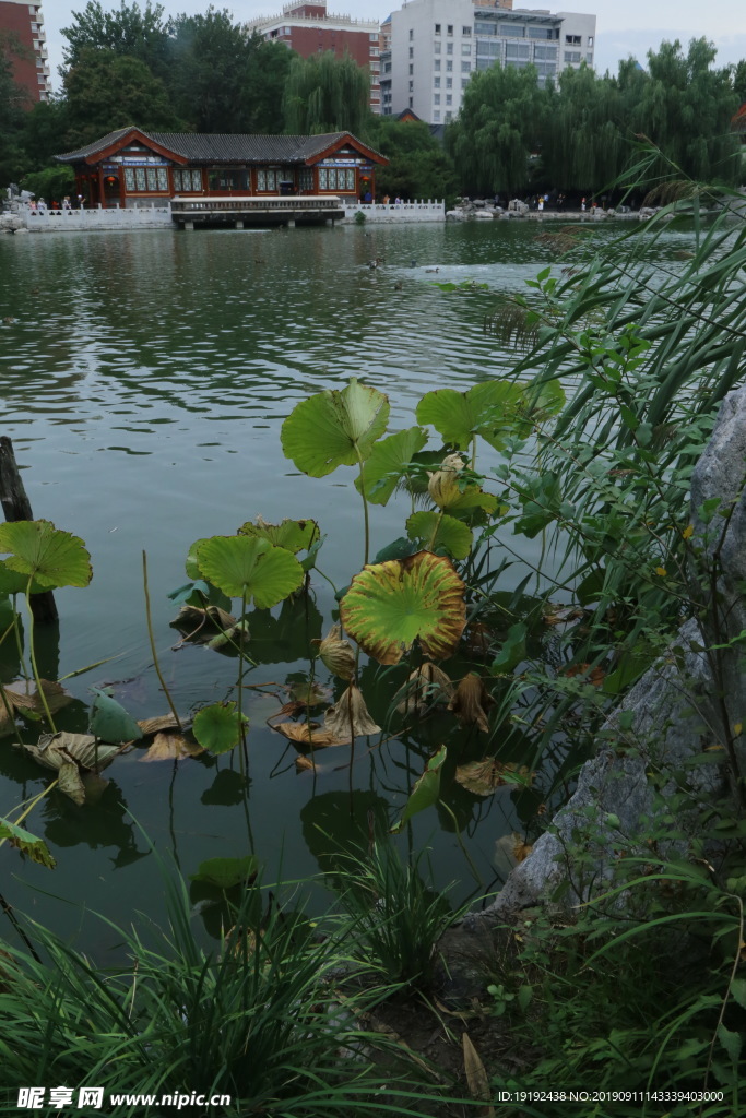 大观园风景