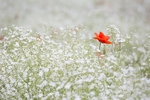 小花