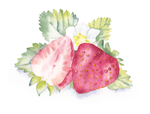 水彩插画水果