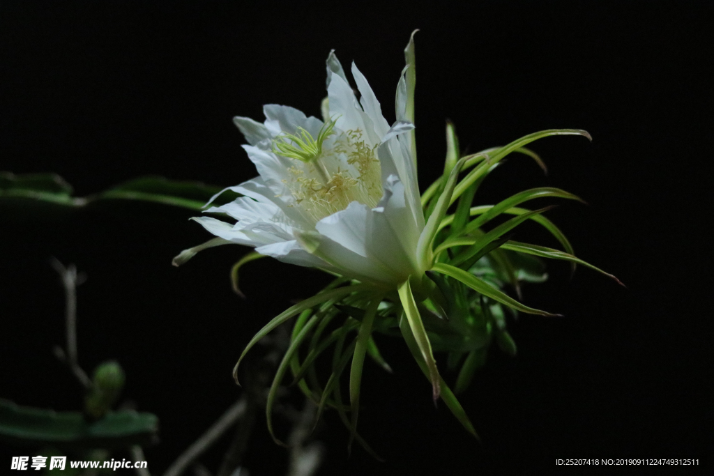 夜间火龙果花