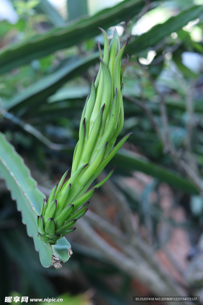 火龙果花蕾