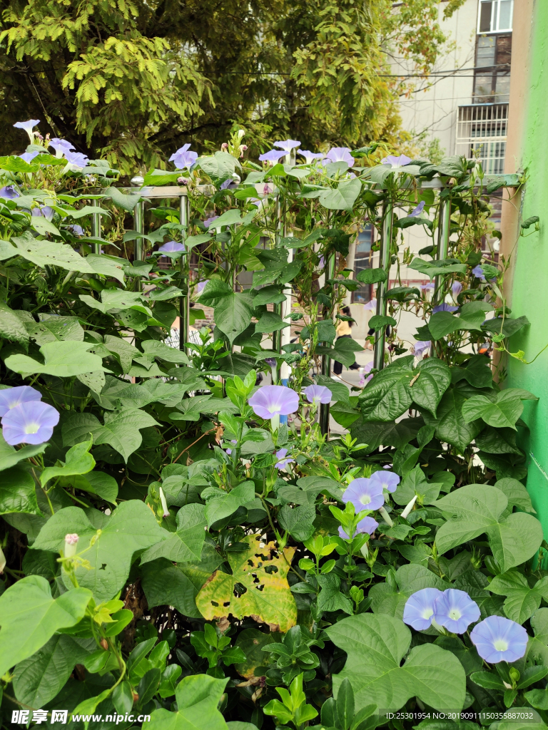牵牛花